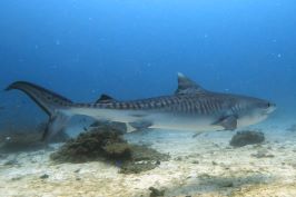 イタチ鮫の写真・撮影マラパスクア